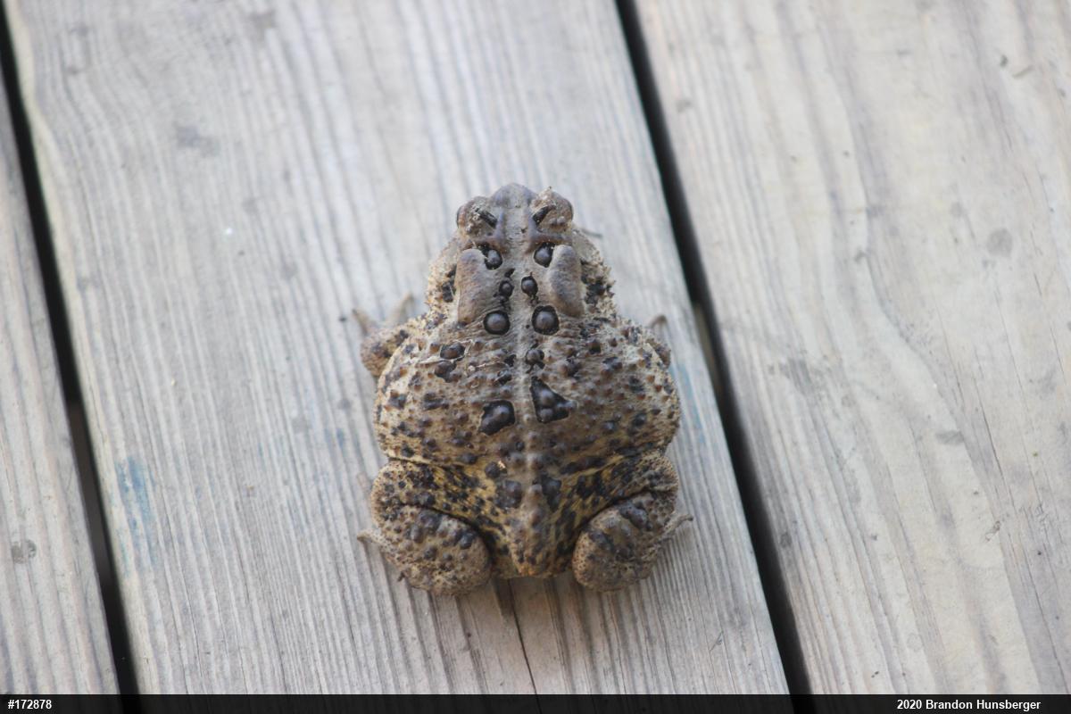 Eastern American Toad