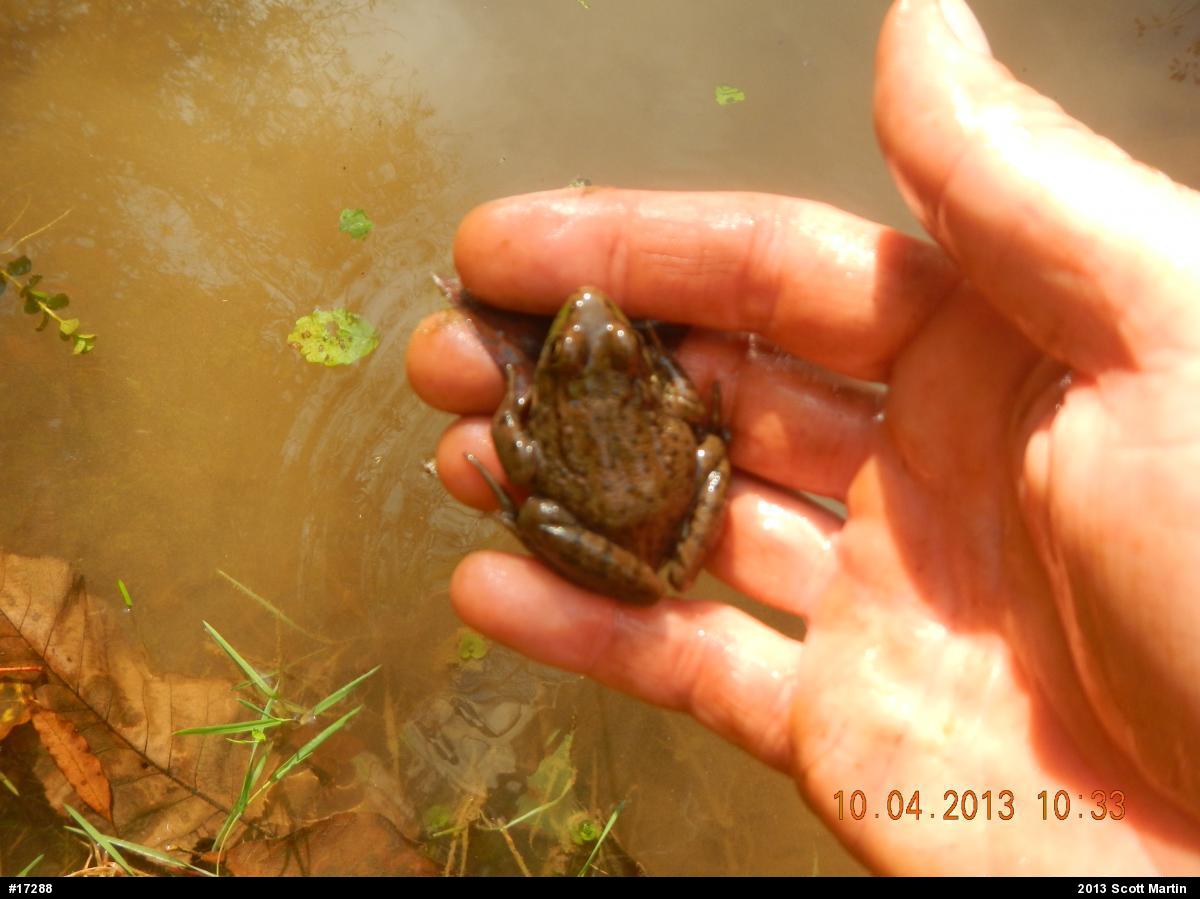 Green Frog