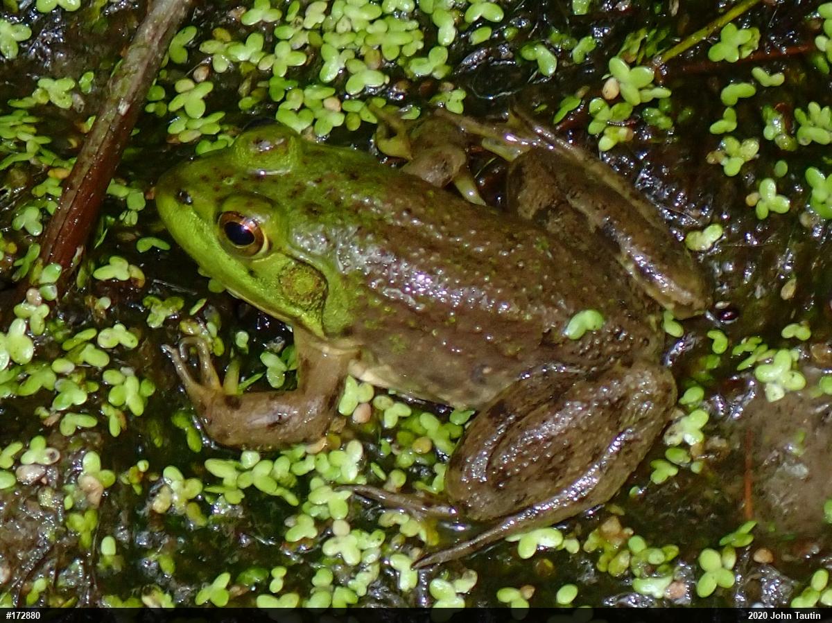 American Bullfrog