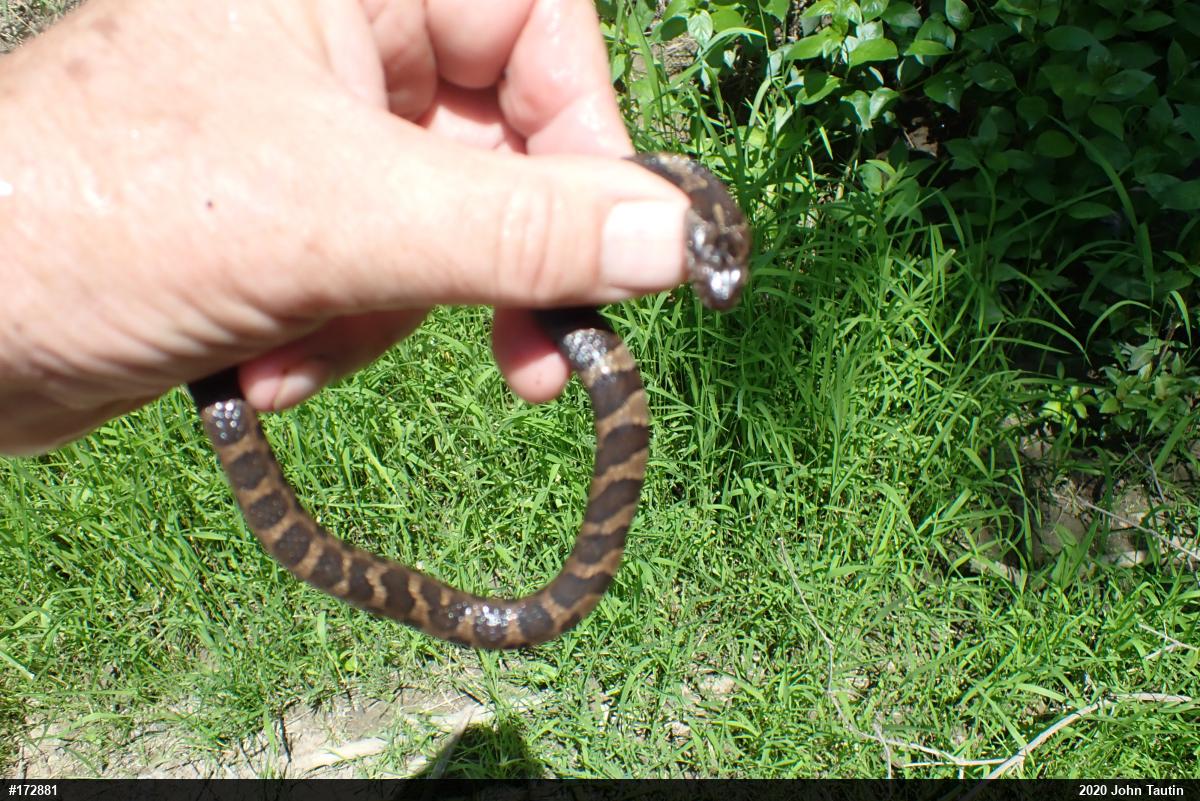Northern Watersnake