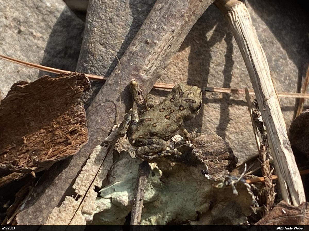 Eastern American Toad