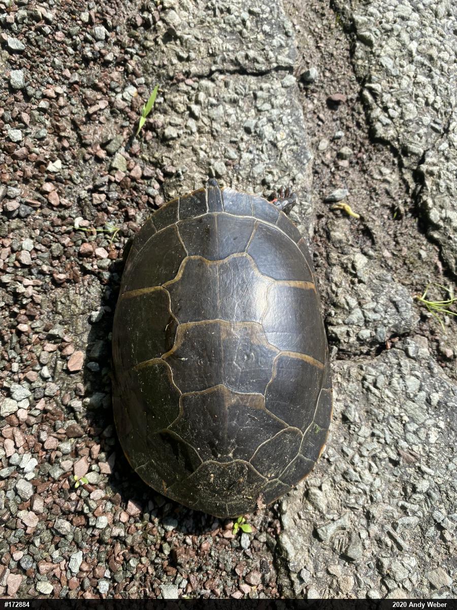 Painted Turtle