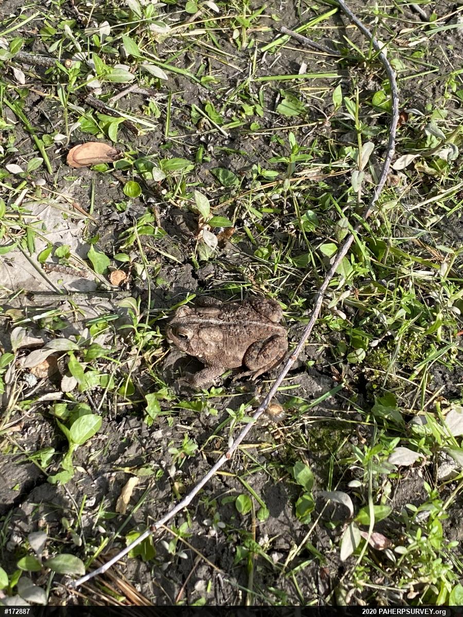 Eastern American Toad