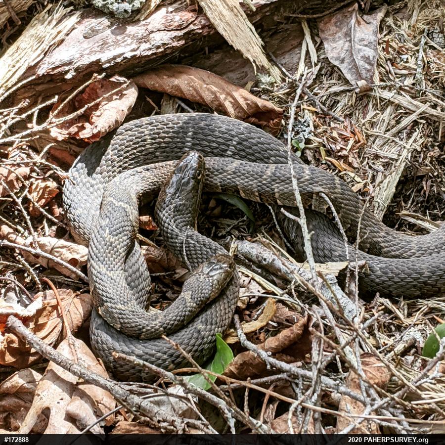 Northern Watersnake