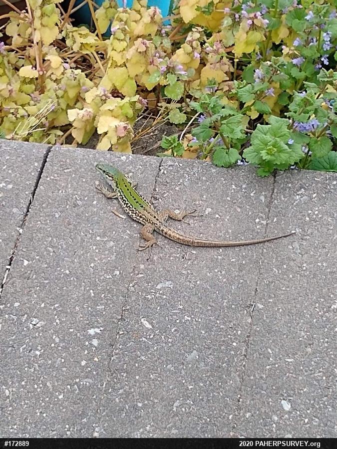 Italian Wall Lizard