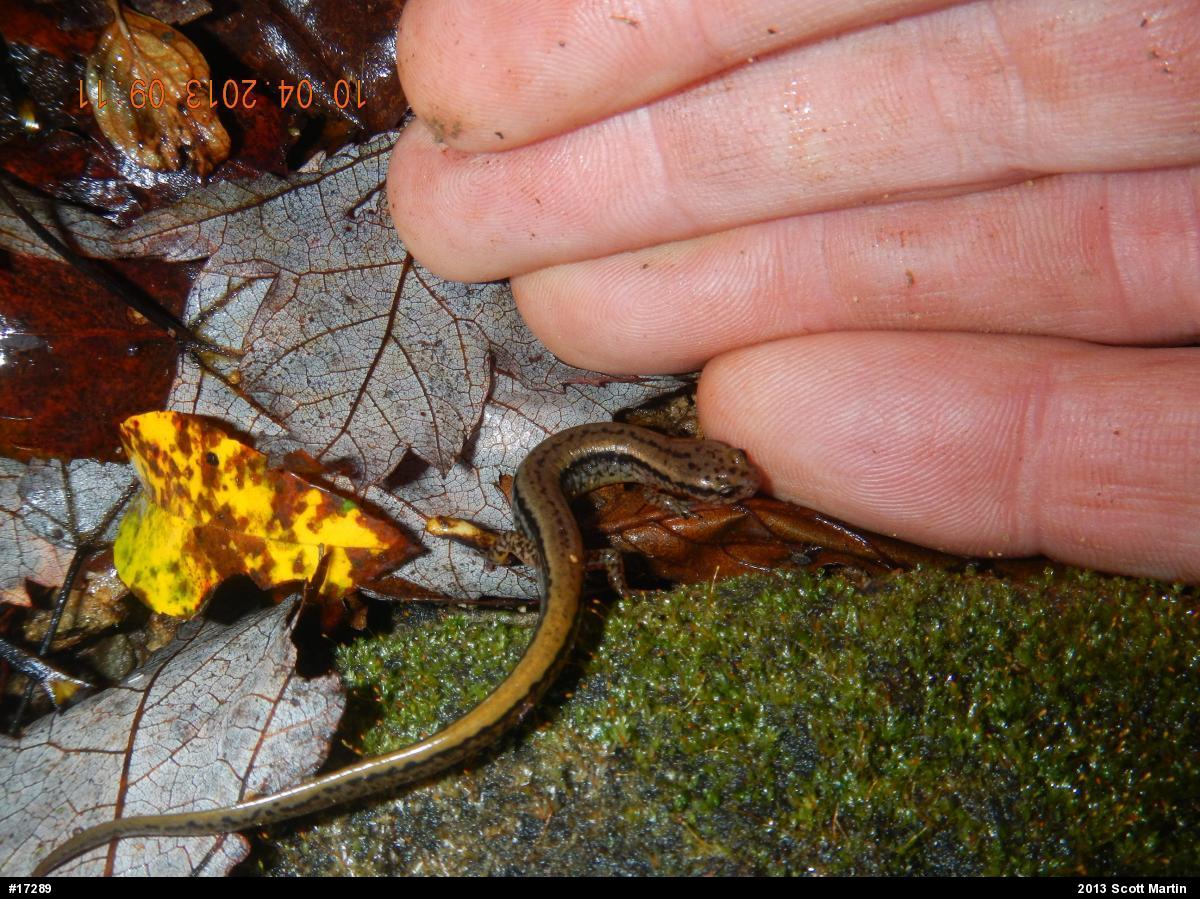 Northern Two-lined Salamander