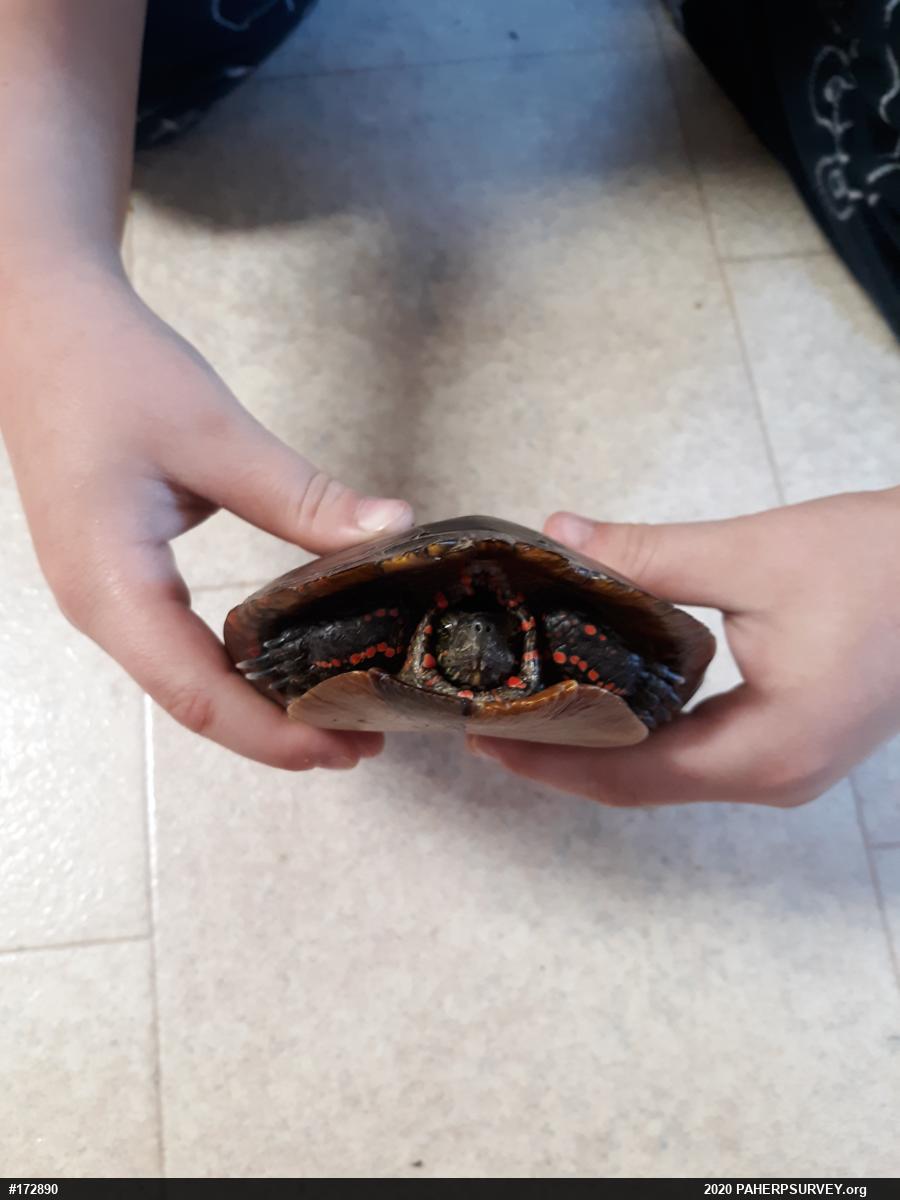 Painted Turtle