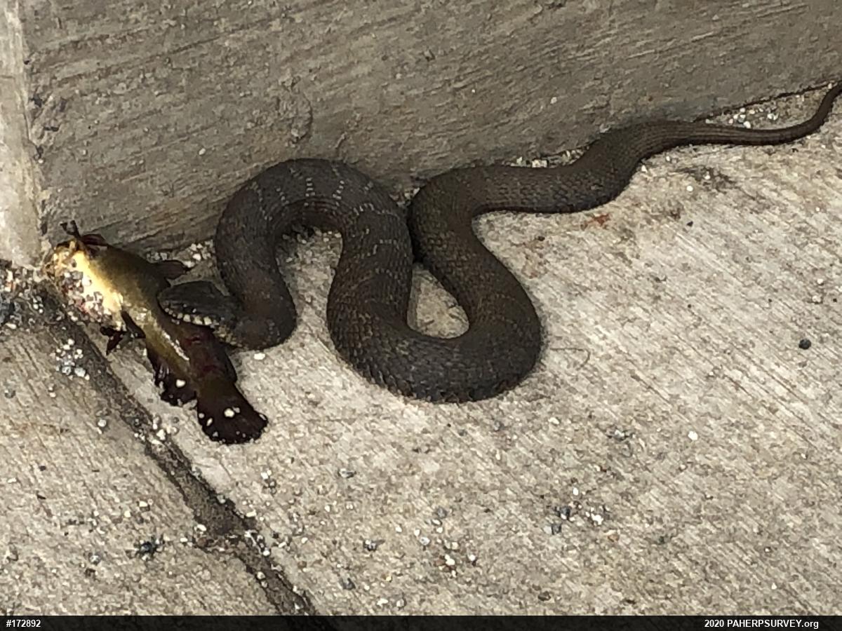 Northern Watersnake
