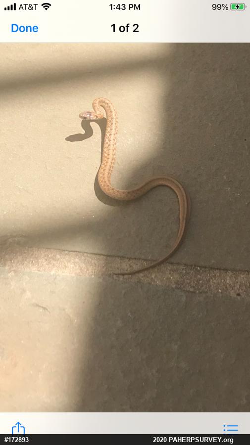 Dekay's Brownsnake
