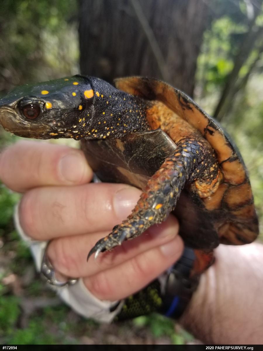 Spotted Turtle