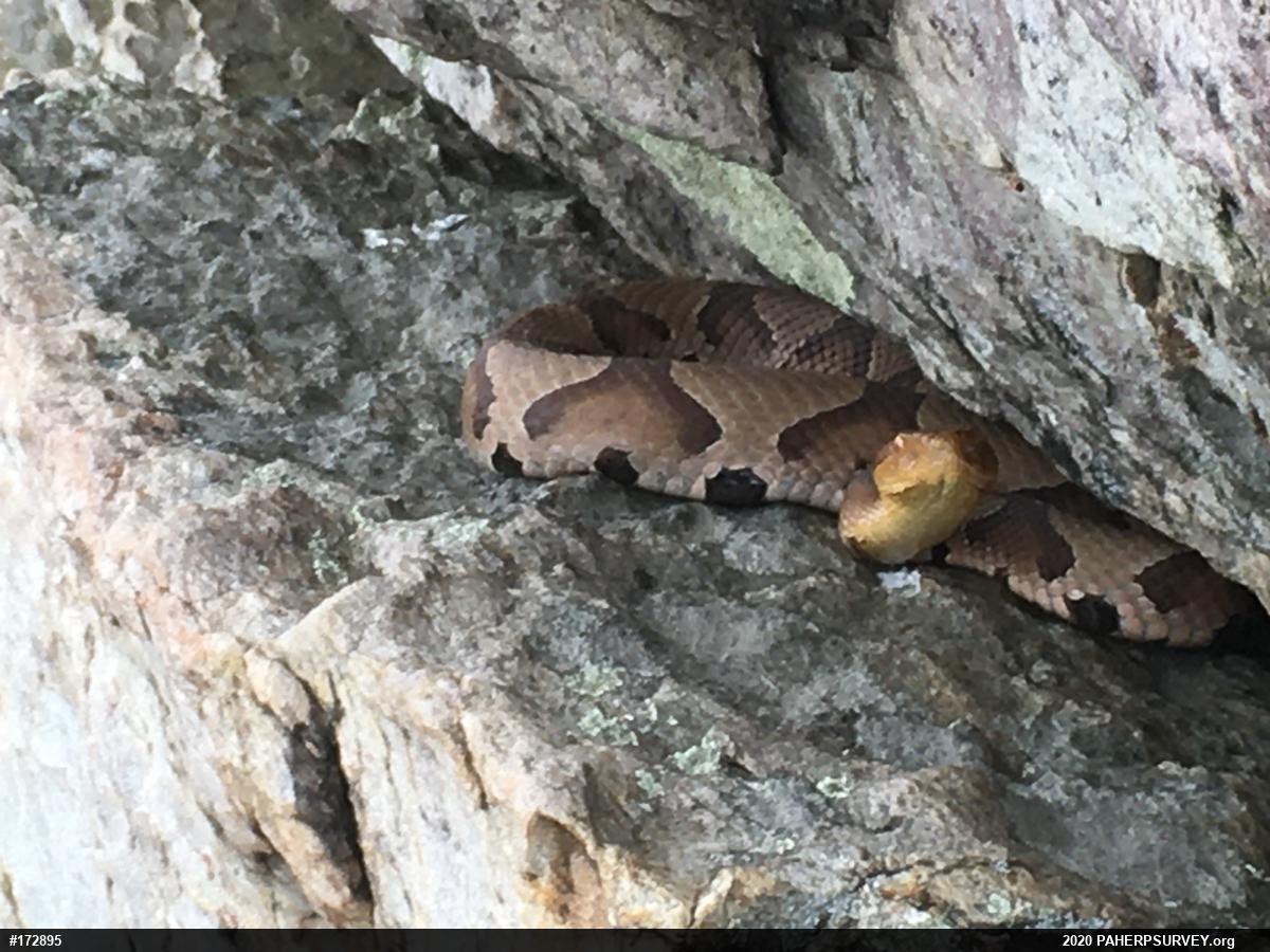 Northern Copperhead