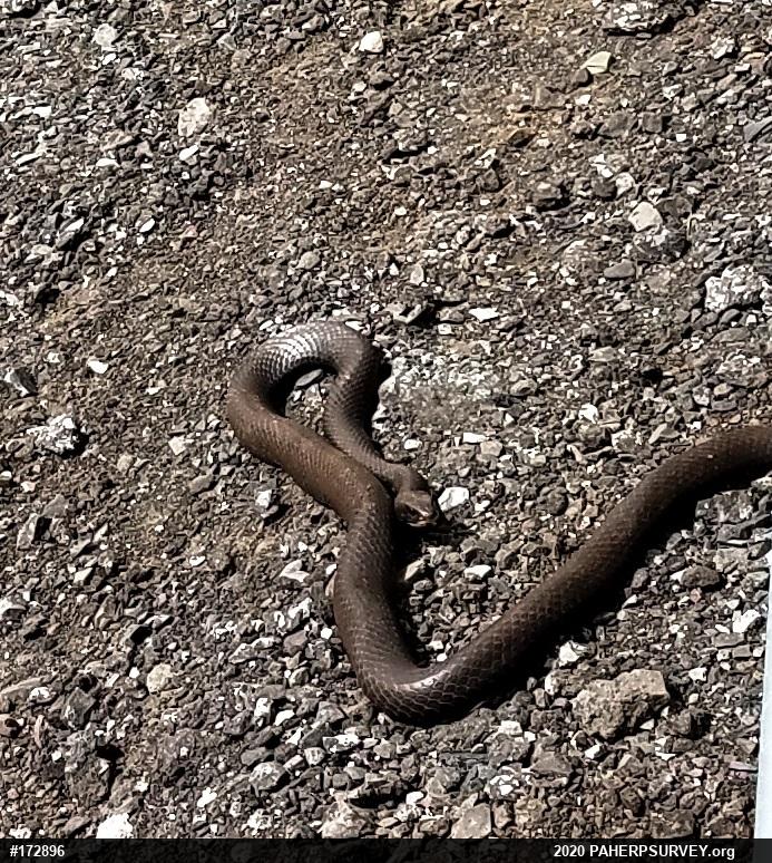 Northern Black Racer