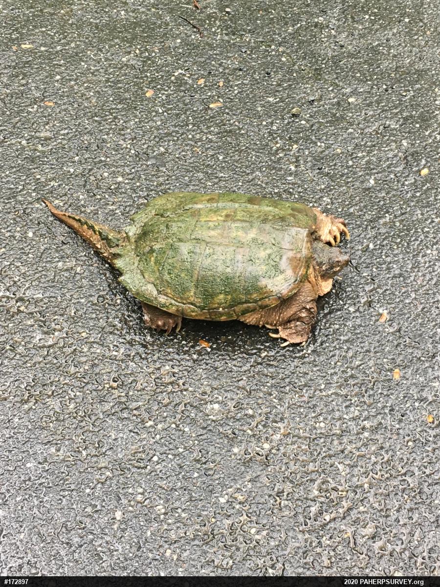 Snapping Turtle