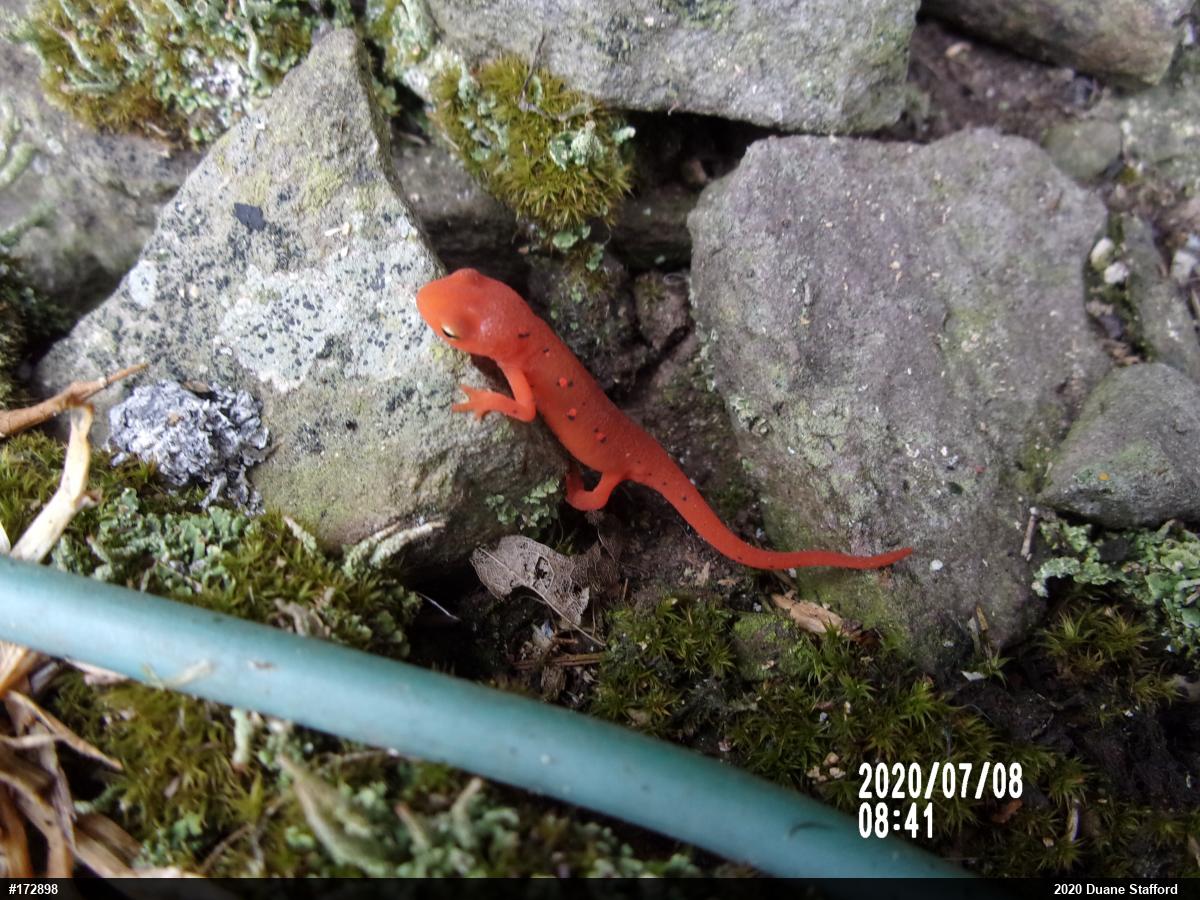 Red-spotted Newt