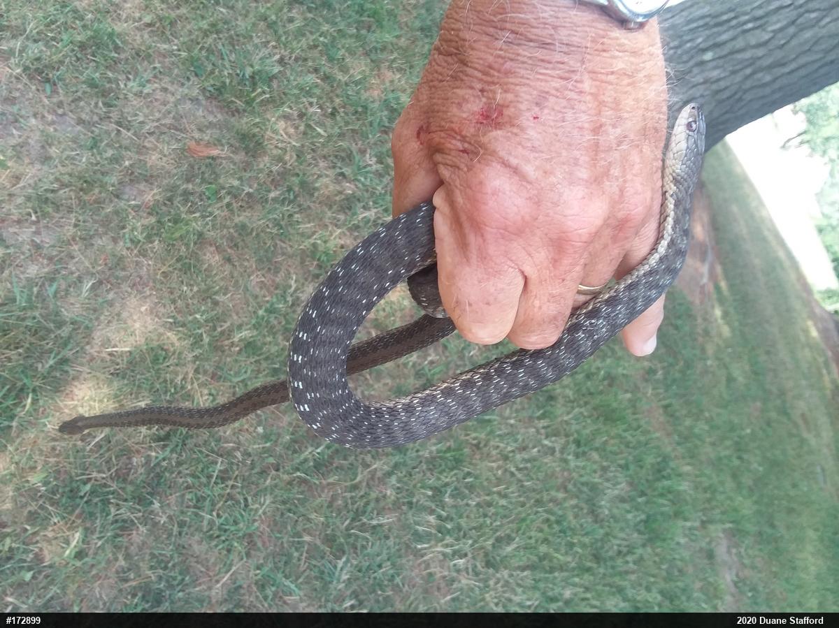 Eastern Gartersnake