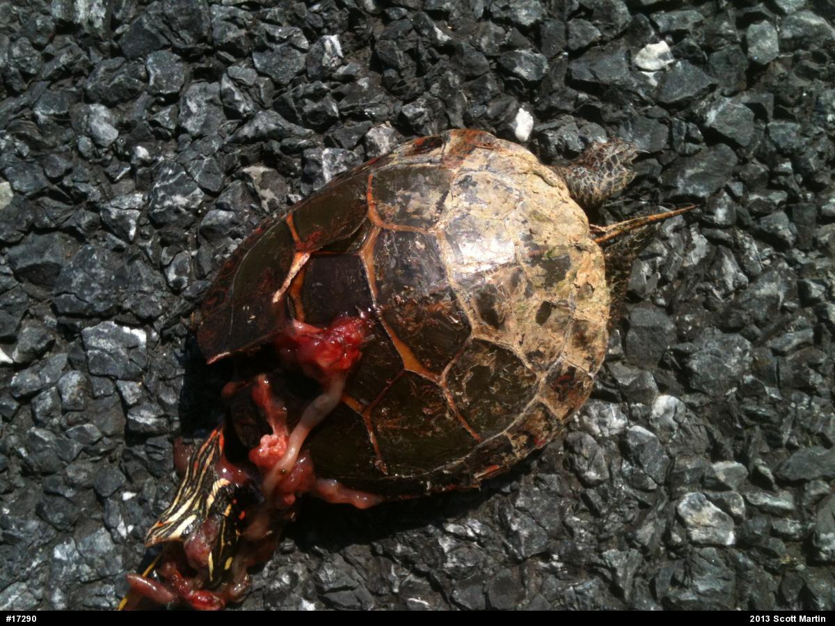 Eastern Painted Turtle