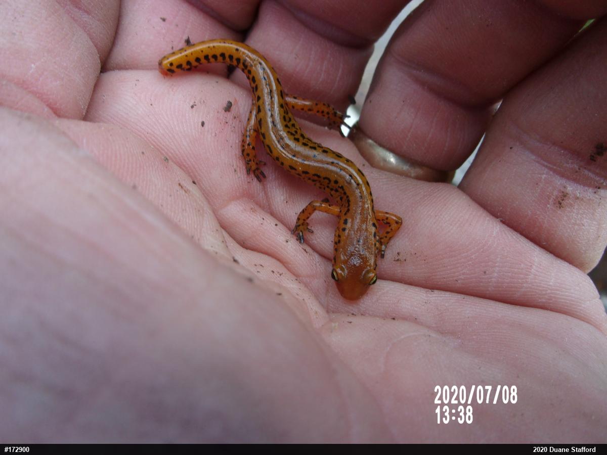Eastern Long-tailed Salamander