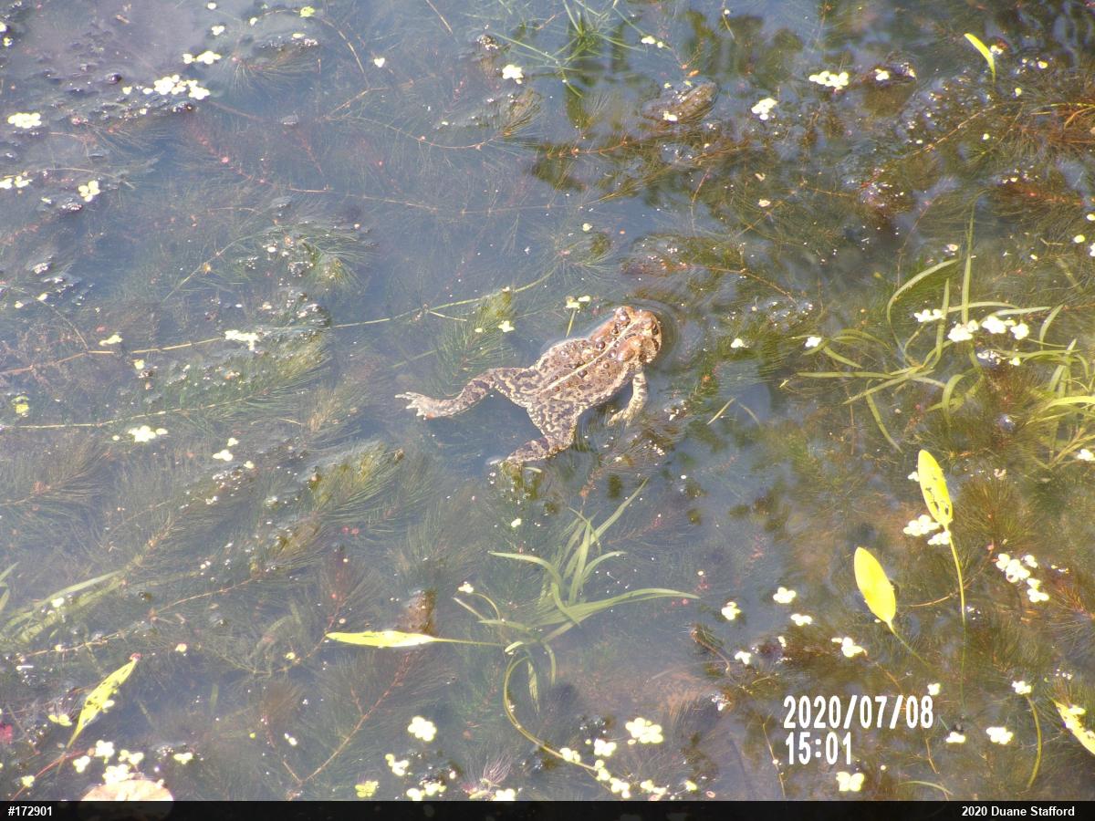 Eastern American Toad