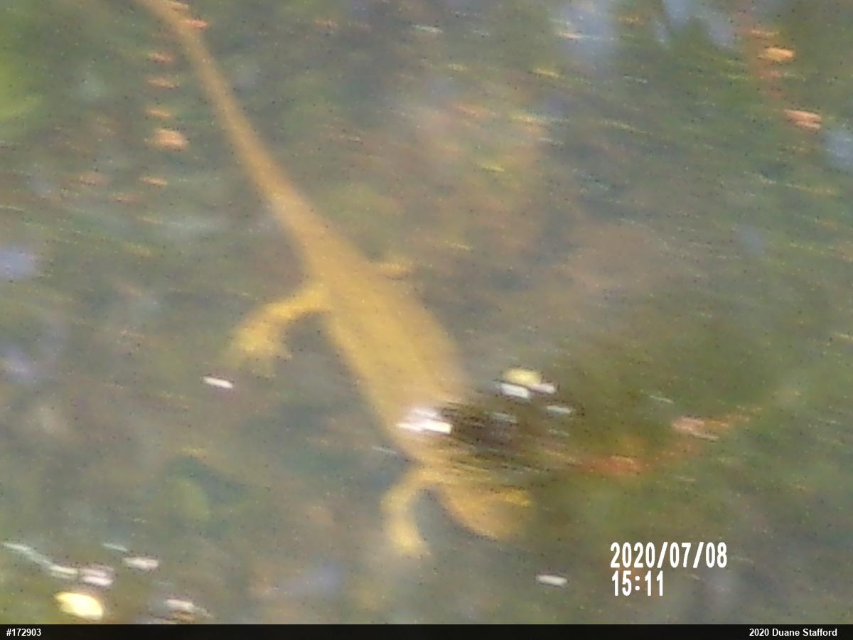Red-spotted Newt