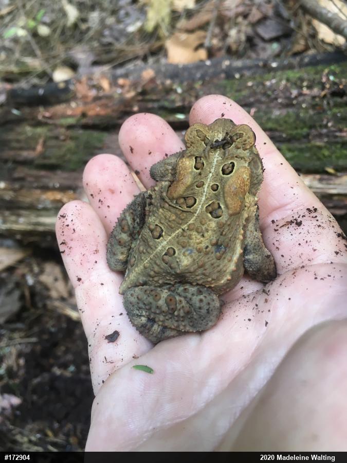 Eastern American Toad