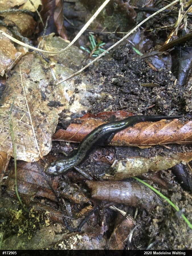 Allegheny Mountain Dusky Salamander