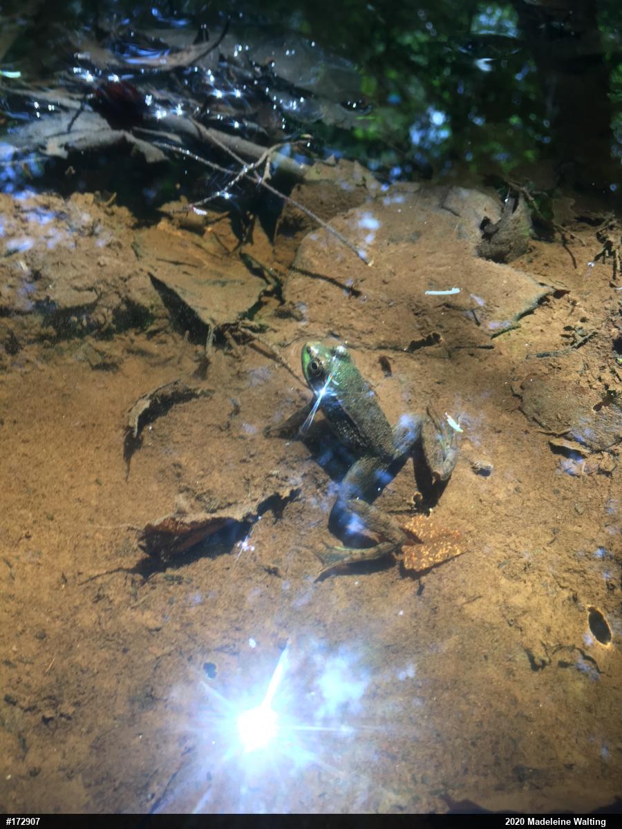 Green Frog