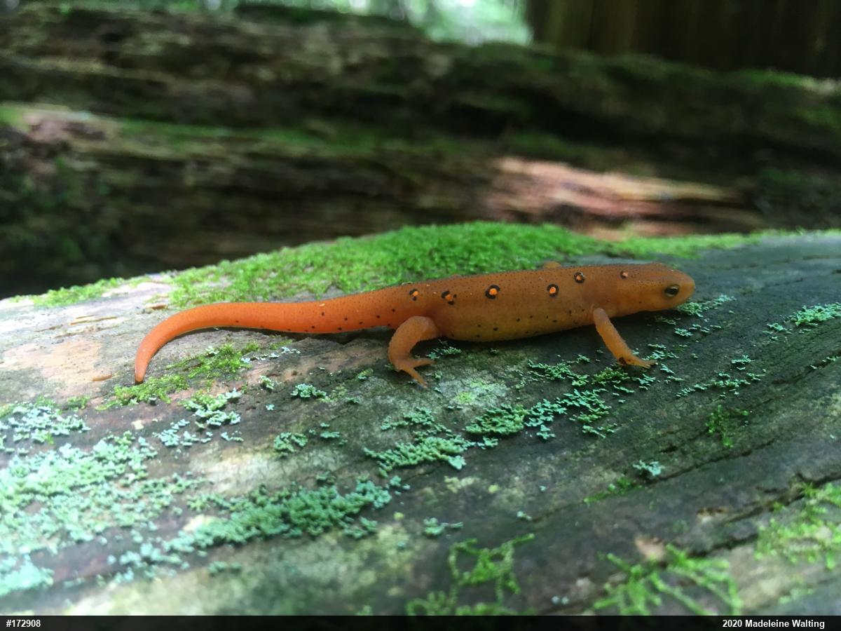 Red-spotted Newt