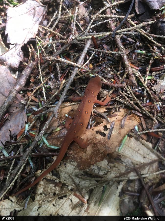 Red-spotted Newt