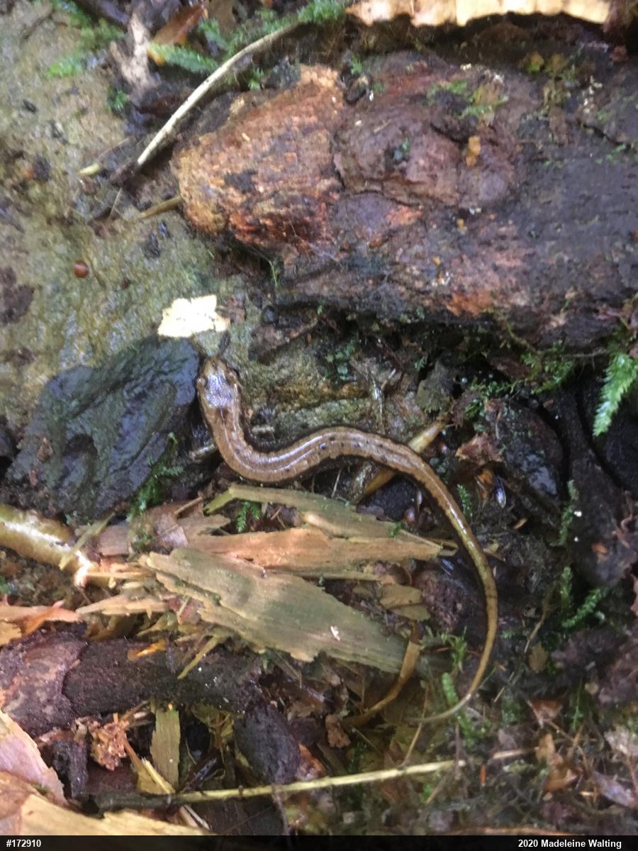Allegheny Mountain Dusky Salamander