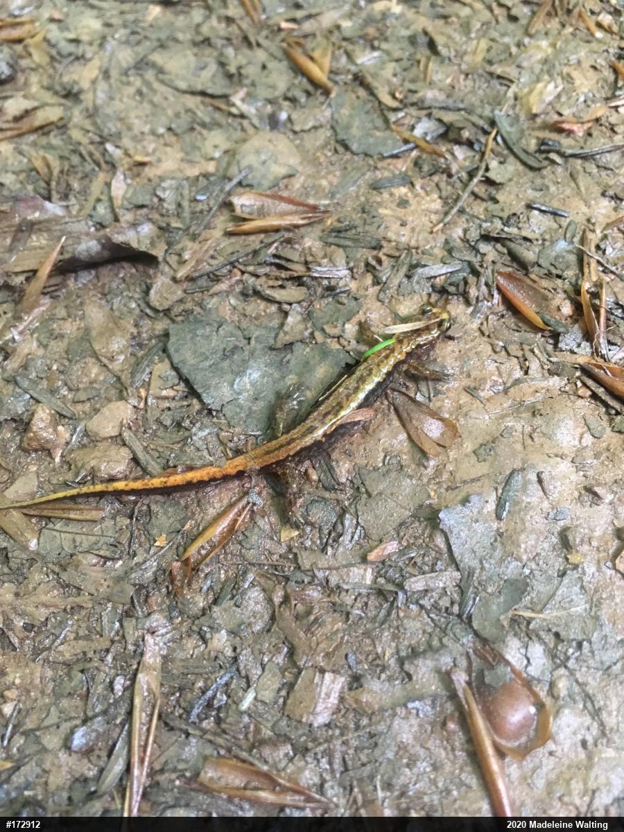 Northern Two-lined Salamander