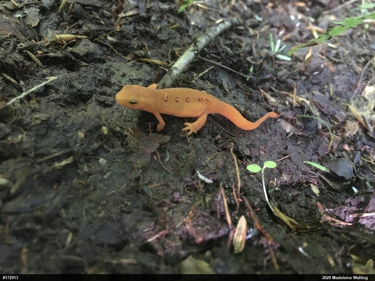 Red-spotted Newt