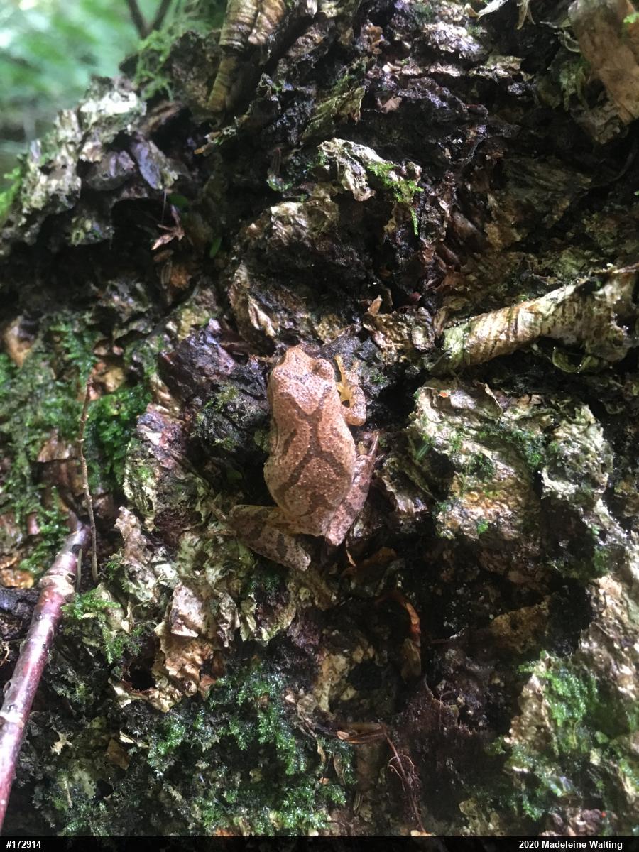 Spring Peeper