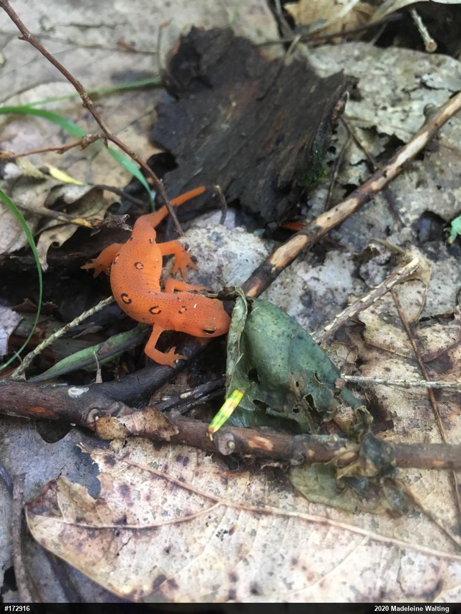 Red-spotted Newt