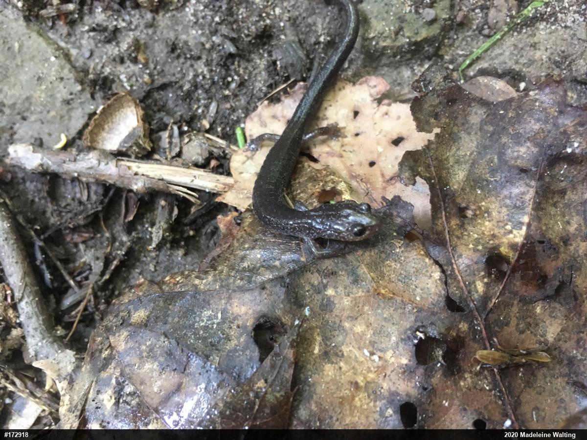 Eastern Red-backed  Salamander