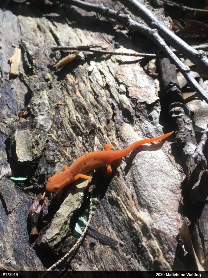 Red-spotted Newt