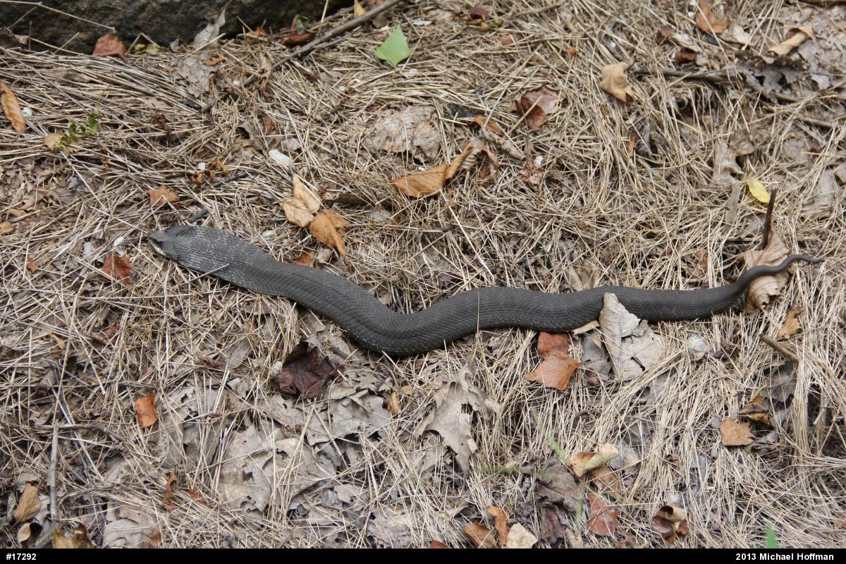 Eastern Hog-nosed Snake