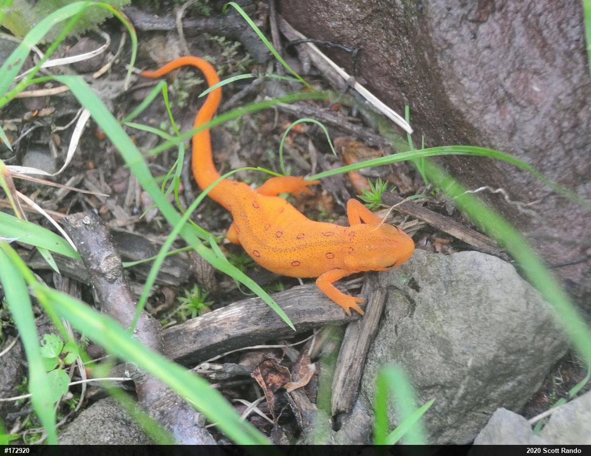 Red-spotted Newt