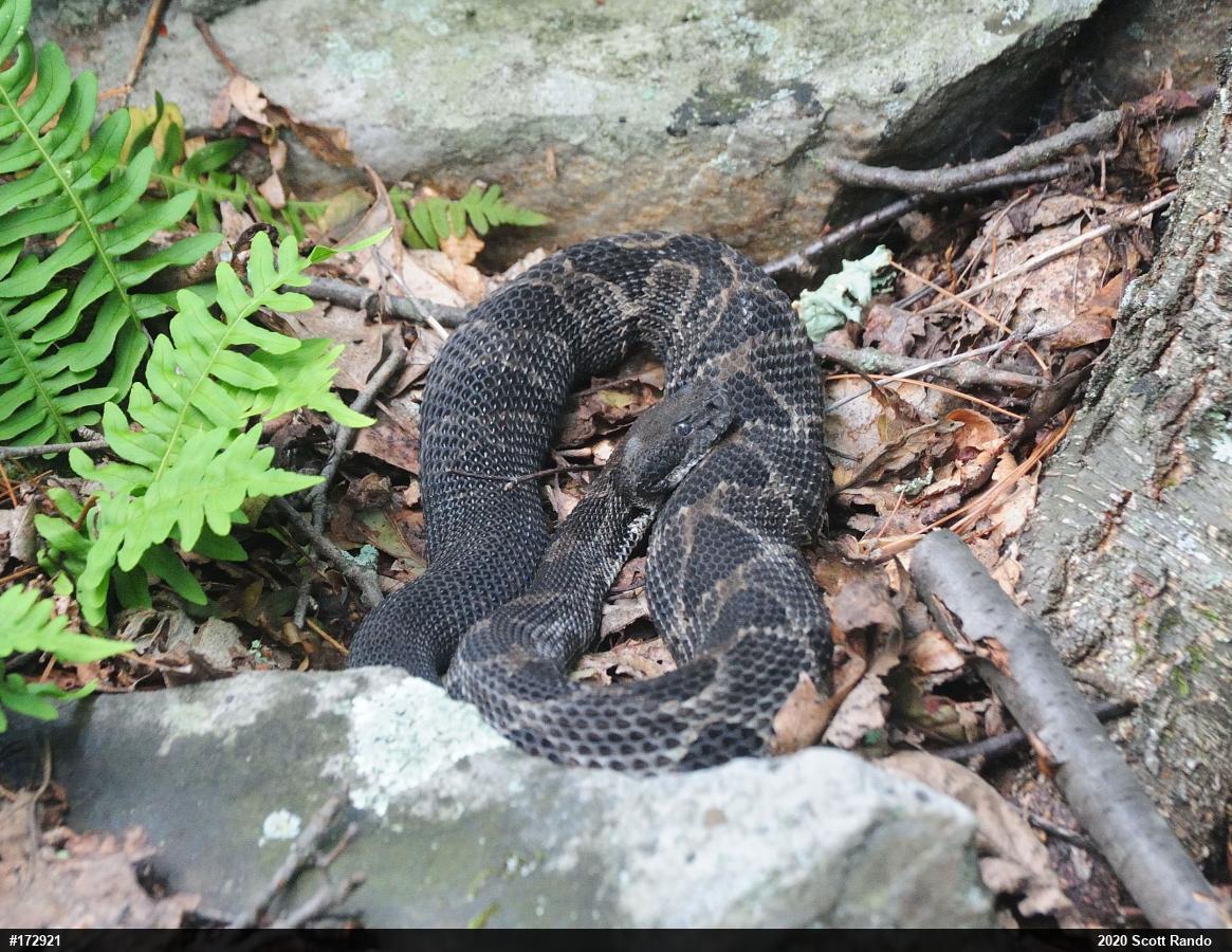 Timber Rattlesnake