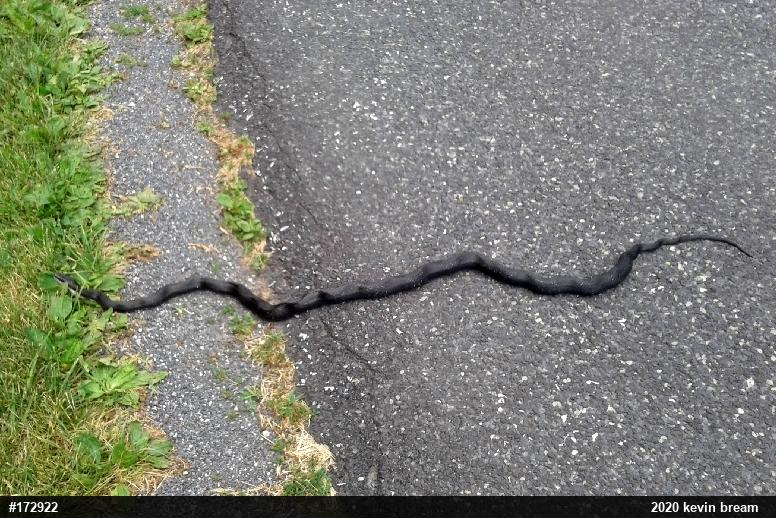 Eastern Ratsnake
