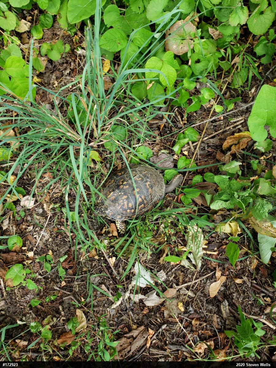 Eastern Box Turtle