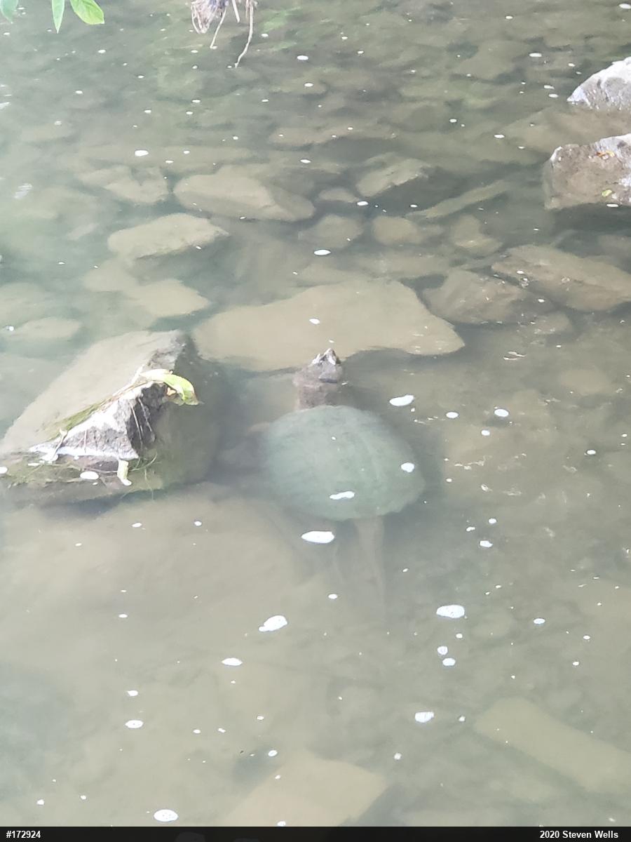 Snapping Turtle
