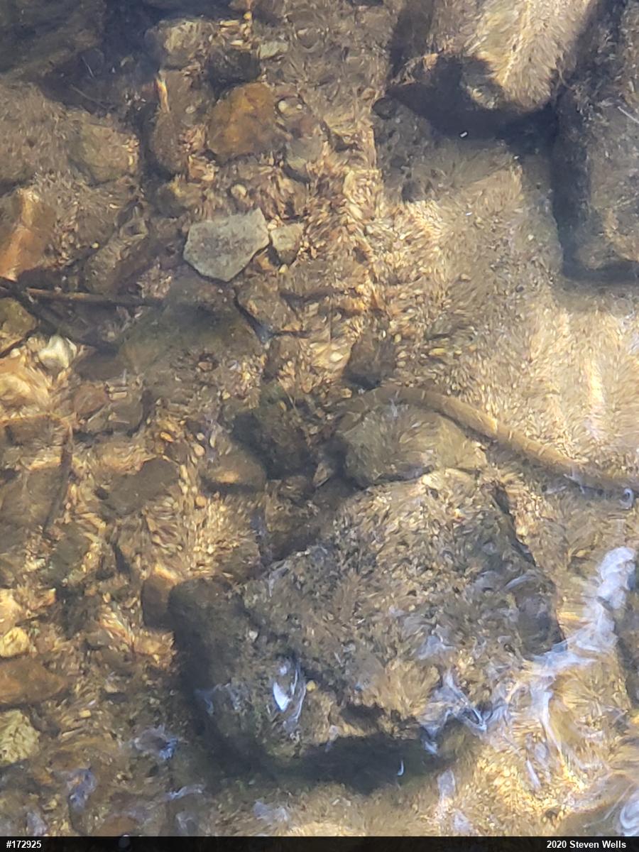 Northern Watersnake