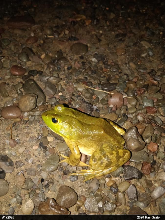 American Bullfrog