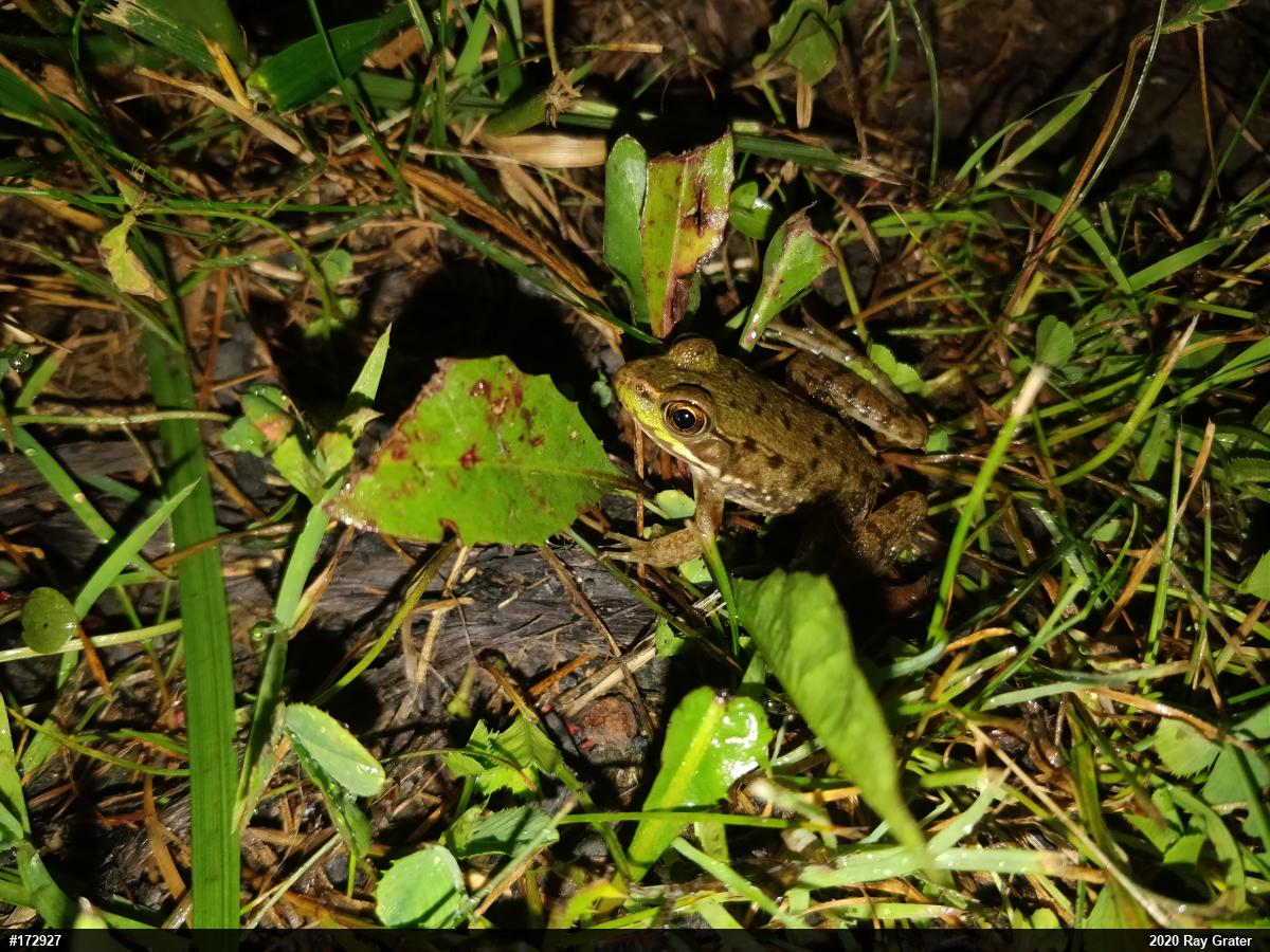 Green Frog