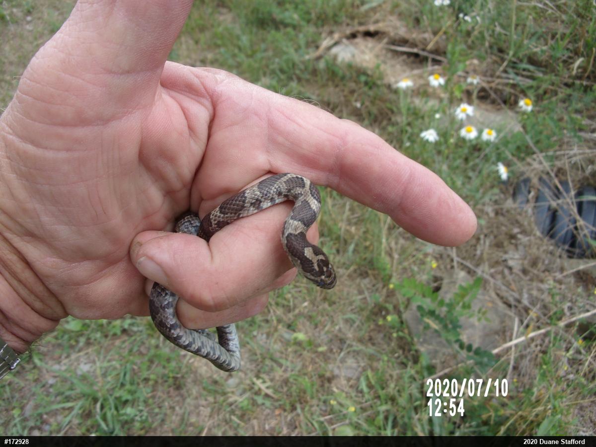 Eastern Milksnake