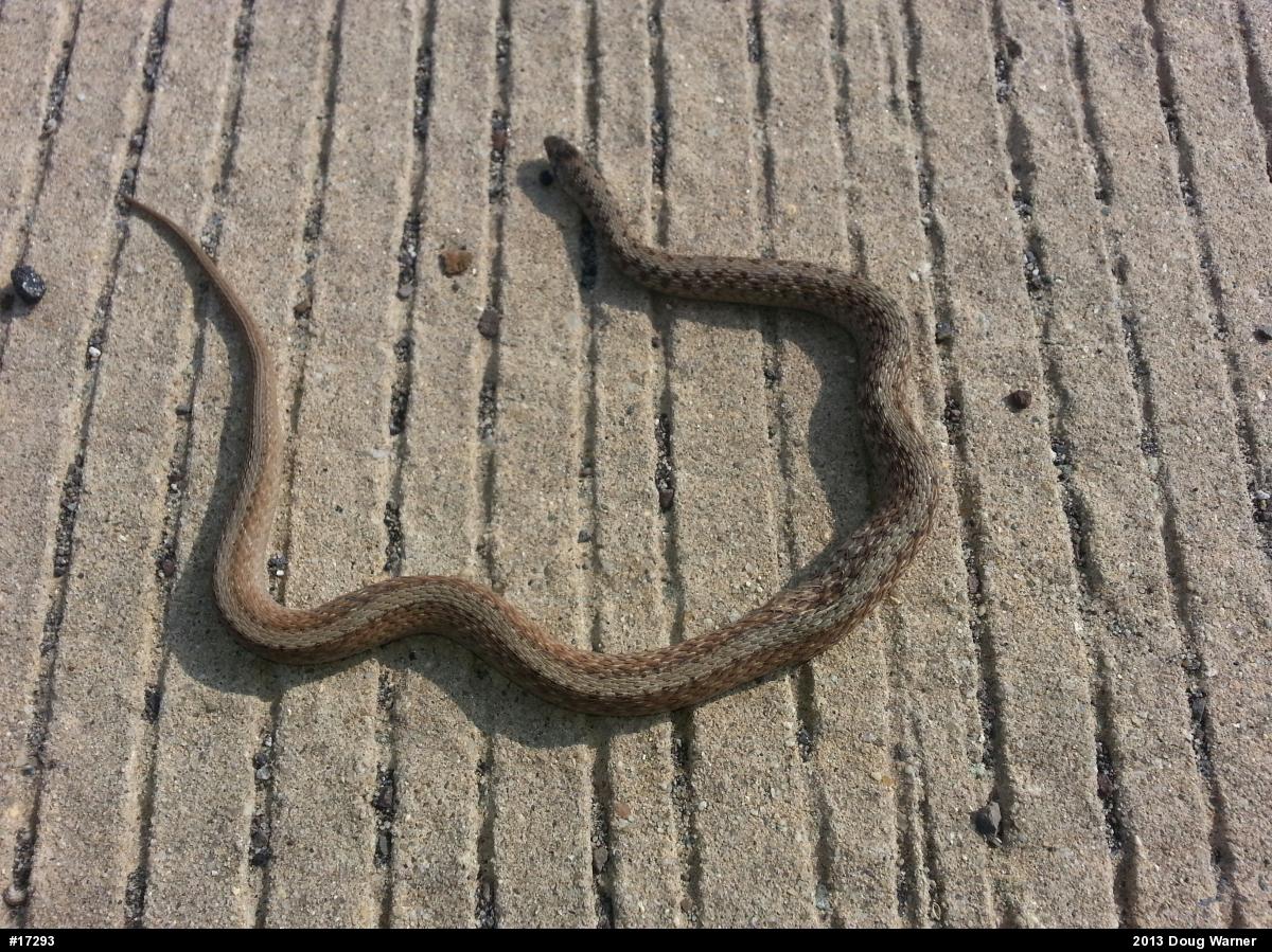 Dekay's Brownsnake