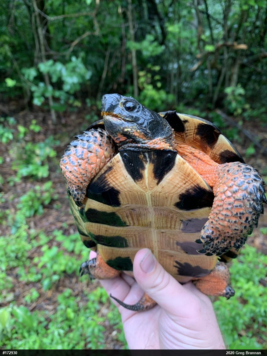 Wood Turtle