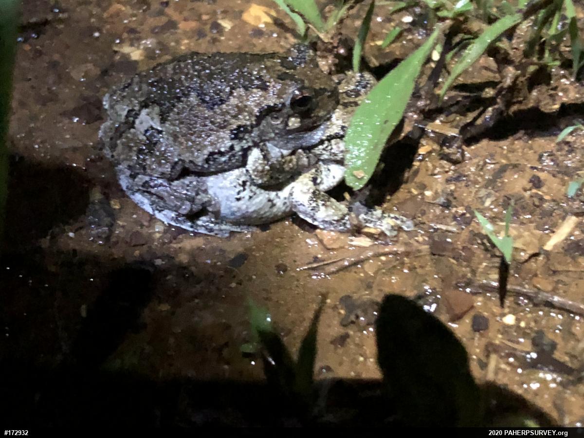 Unknown Gray Treefrog