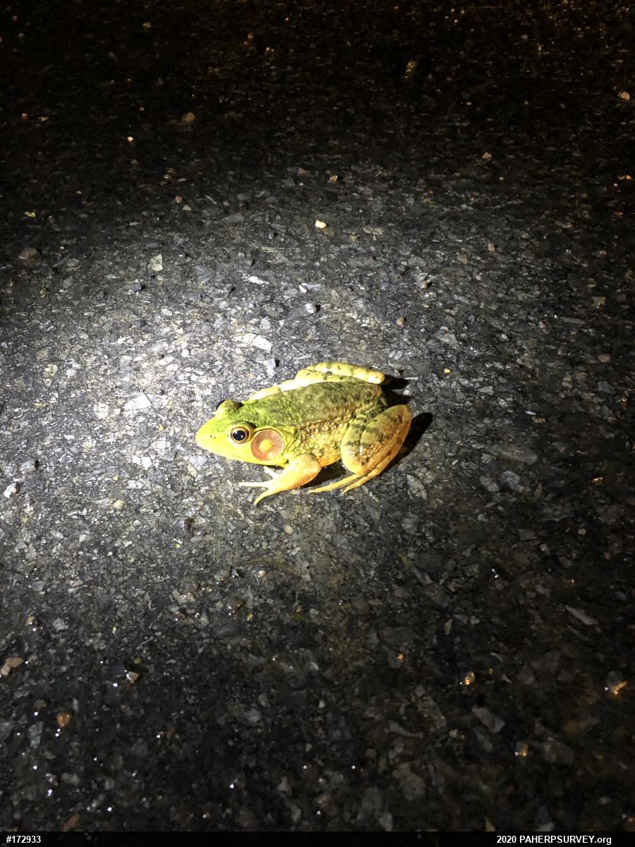 Green Frog