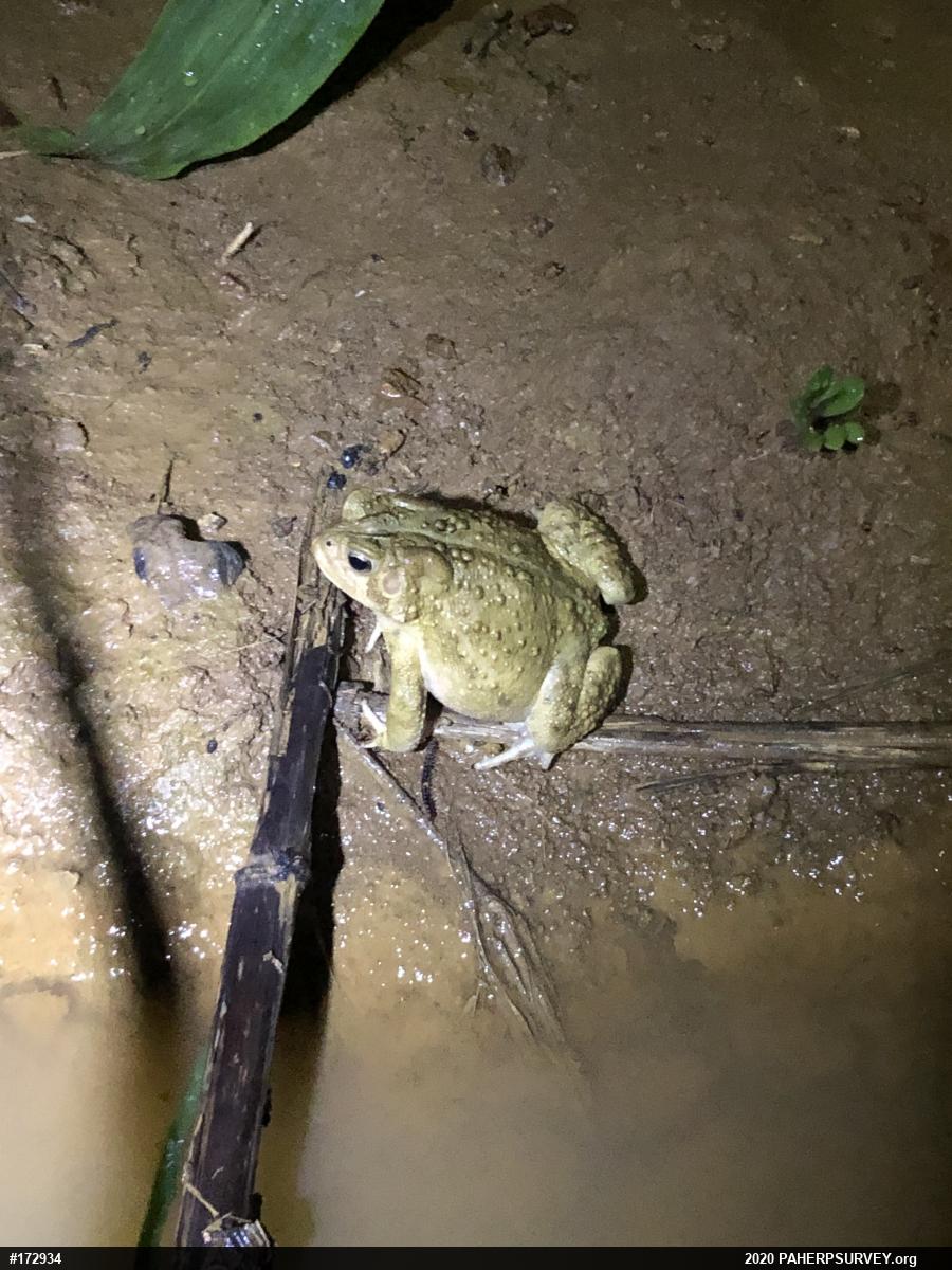Eastern American Toad